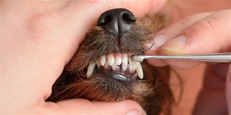 Hund tandsten